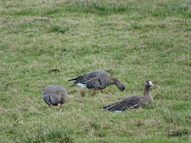 波兰U21名单：乌尔班斯基、皮耶图谢夫斯基领衔