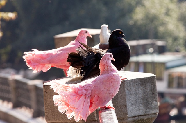 来的传统印 来的传统印