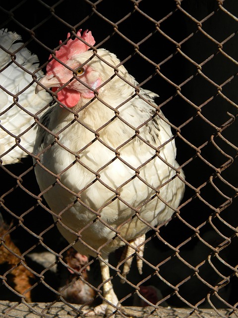 乌拉圭前锋 乌拉圭前锋